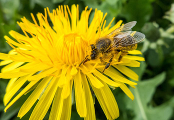 Bee on flower