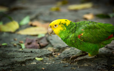 Yellow-headed Amazon Parrot