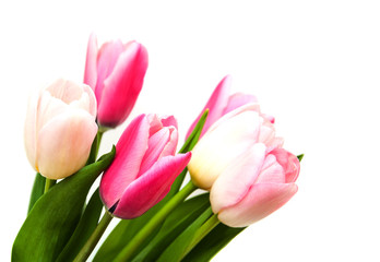 pink colored tulip flowers