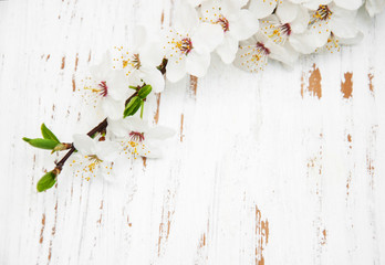 spring blossom on wood background