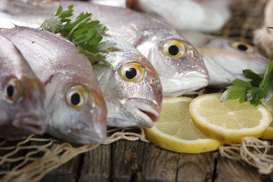 Fish