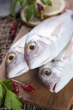 Fish