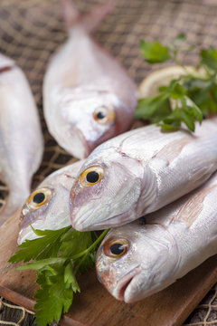 Fish