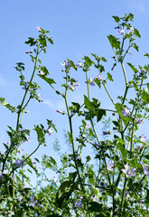 flower of malva