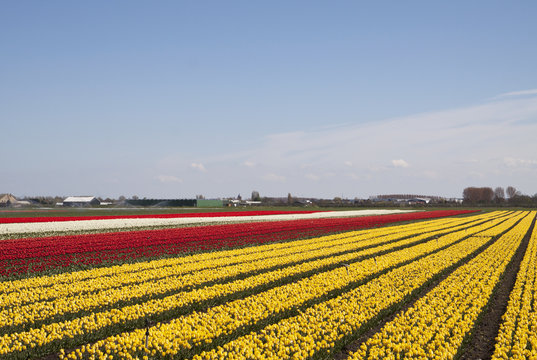 Typical Dutch spring picture with beautiful tulip fields