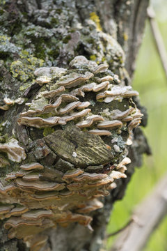 mushrooms on tree trunk