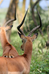 Naklejka na ściany i meble Impala-Antilopen am Lake Nakuru / Kenia