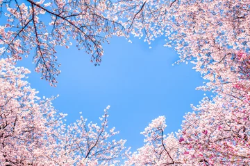Crédence de cuisine en verre imprimé Fleur de cerisier Fleurs de cerisier roses contre un ciel bleu