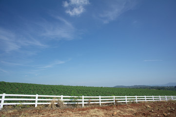 farm field walkway tree plant soil argriculture farmer job conce