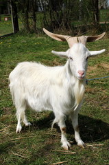 koza na pastwisku © shutterfil77