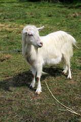 koza na pastwisku © shutterfil77