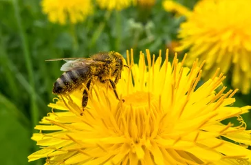 Fotobehang Bee on flower © Jaroslav Moravcik