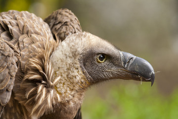 Portret van een jonge vale gier.