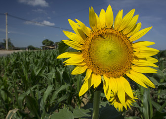 sunflower farm field walkway tree plant soil argriculture  conce