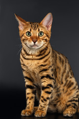 Bengal Cat Sits and Curious Looking on Black background 
