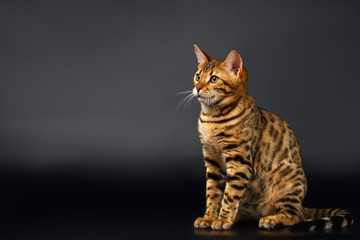 Bengal Cat Sits on Black background 