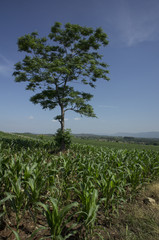 farm field walkway tree plant soil argriculture farmer job conce