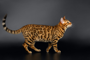 Bengal Cat Looking up on Black background 