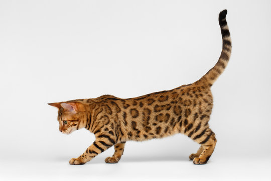 Bengal Cat Walking On White Background 