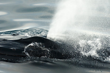 Fototapeta premium Humpback Whale Blow Hole 