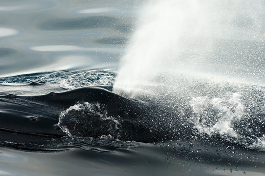 Humpback Whale Blow Hole 