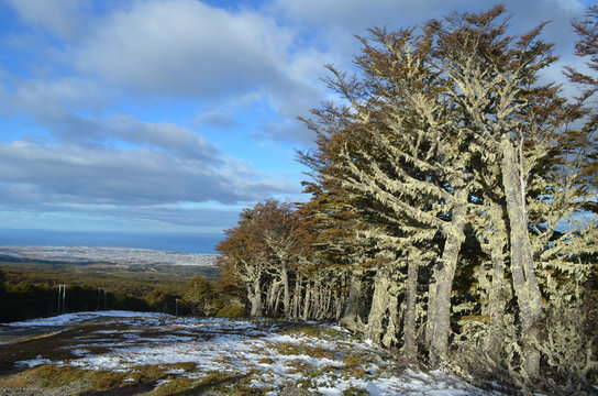 Nothofagus lenga trees with old man's beard lichens