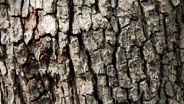 Close up of pear tree bark