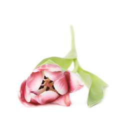 Pink magenta tulip flower isolated