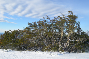Nothofagus shrubs in snowy landscape, Punta Arenas