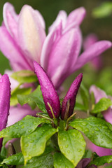 Magnolien