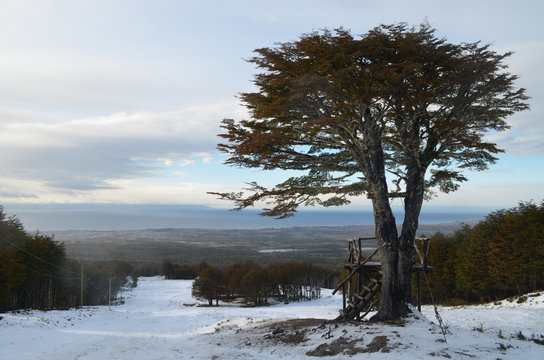 Nothofagus lenga trees in snow in late autumn, Punta Arenas 