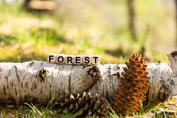 Würfel auf dem Waldboden - Forest