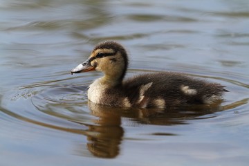 A small duckling swims on water.