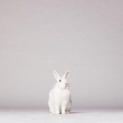 Naklejka premium White rabbit