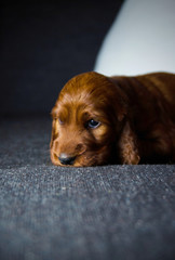 newborn small puppy of  irish setter