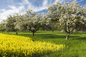 Fototapeta premium Natur