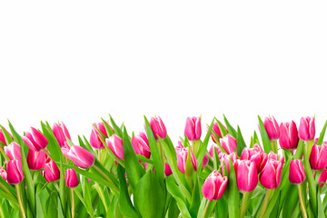 Tulips in a field isolated on a white background