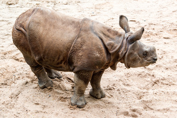 Fototapeta premium Young Indian one-horned rhinoceros (6 months old)