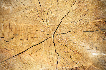 Slice of sawn wood with annual rings and radial cracks closeup