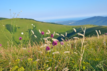 Purple allium flower