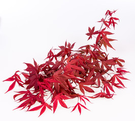 Colorful Japanese Maple branch