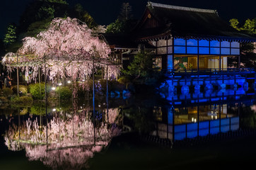 平安神宮の八重紅枝垂