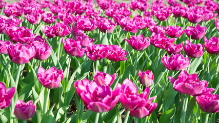 Obraz premium Bright pink tulips