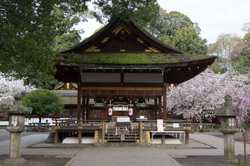 Naklejka premium 平野神社の拝殿と桜