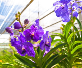 Naklejka premium The beauty of violet orchid