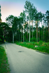 country road in the forest.