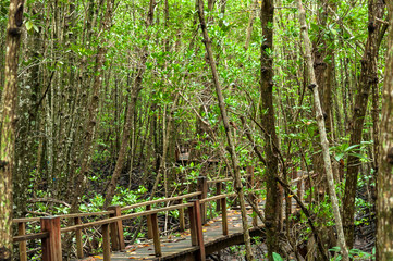 Landscape of Wood corridor at mangrove forest