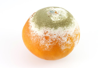 Moldy Orange