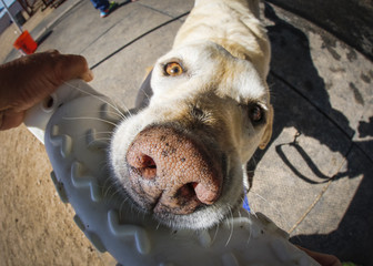 Extreme close up of a yellow lab dog and toy