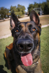 Fisheye lens portrait of a dog, focus on nose